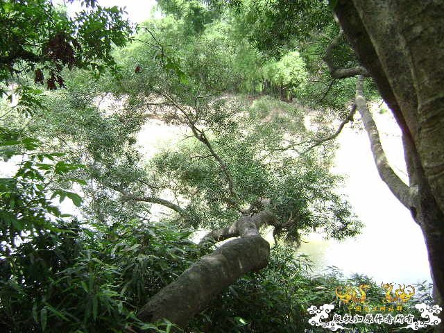 再次新坡游