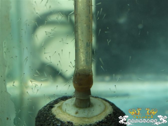 别把子陵不当吓唬！！！！！！！！！！！