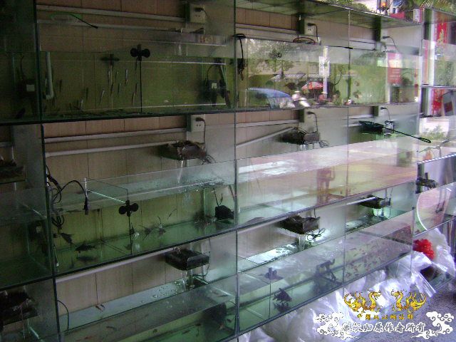 大家跟我一起逛鱼店咯