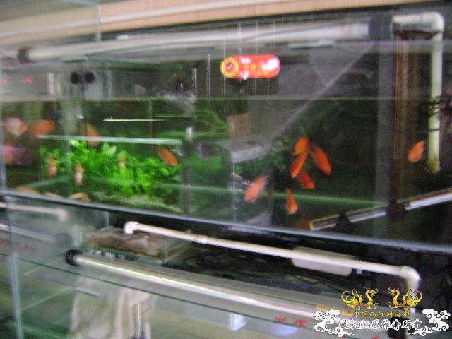 大家跟我一起逛鱼店咯