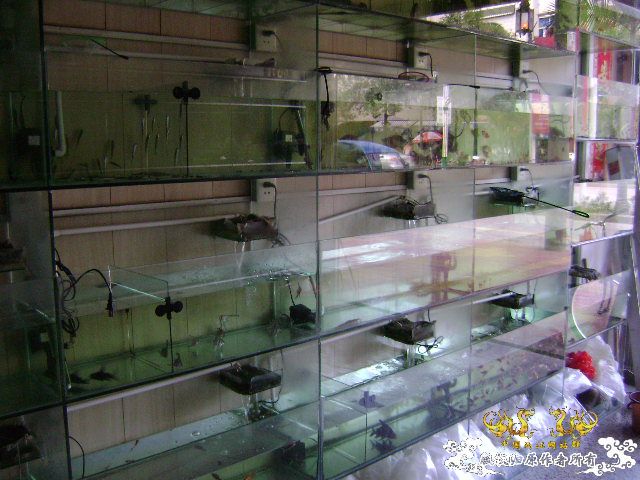 大家跟我一起逛鱼店咯