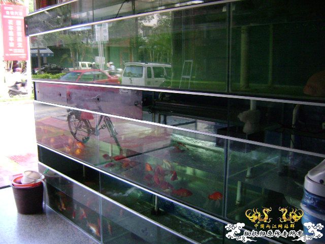 大家跟我一起逛鱼店咯