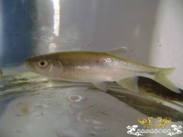 最近采到的五种不知名鱼种大家认