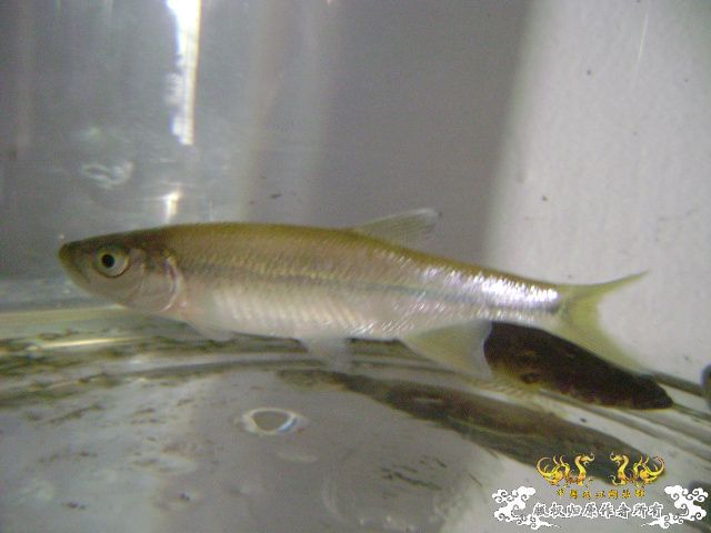 最近采到的五种不知名鱼种大家认