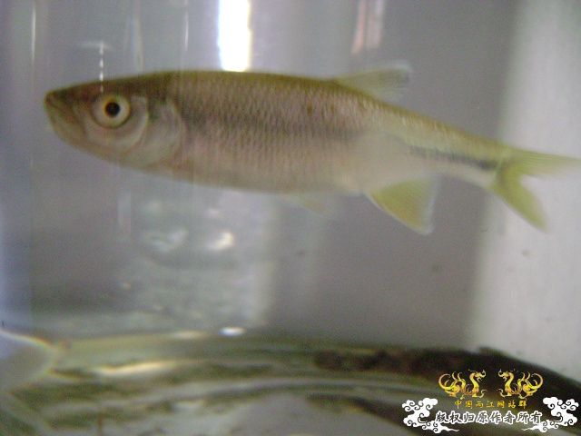 最近采到的五种不知名鱼种大家认