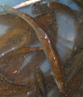 最近采到的五种不知名鱼种大家认