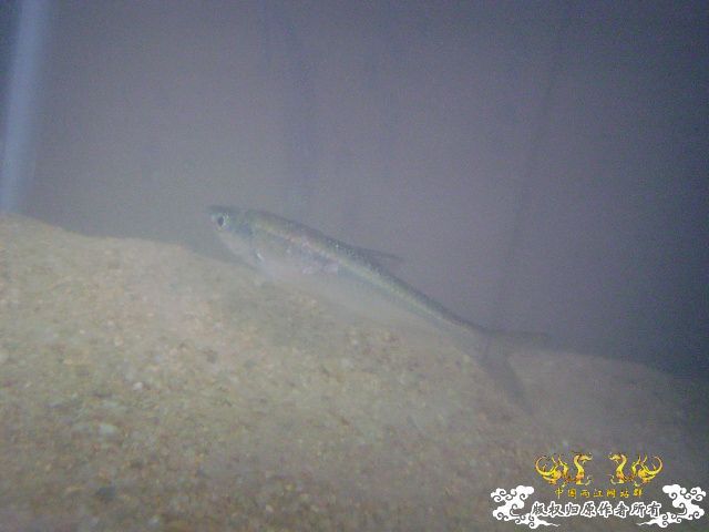 最近采到的五种不知名鱼种大家认