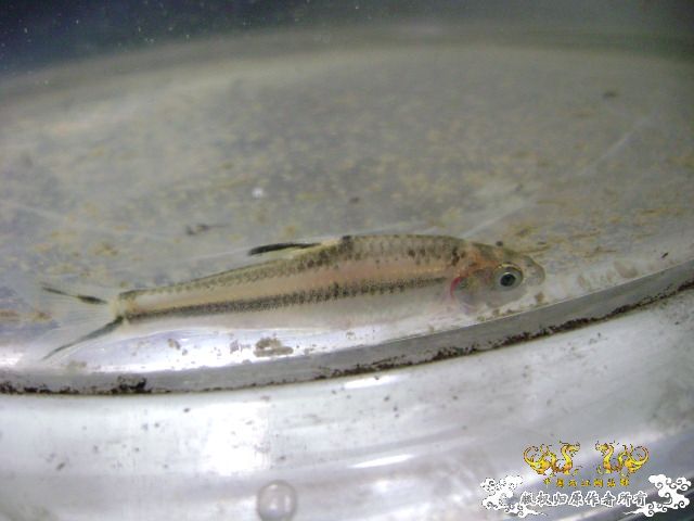 最近采到的五种不知名鱼种大家认