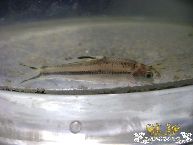 最近采到的五种不知名鱼种大家认