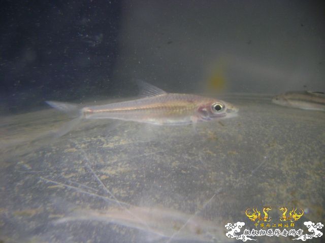 最近采到的五种不知名鱼种大家认