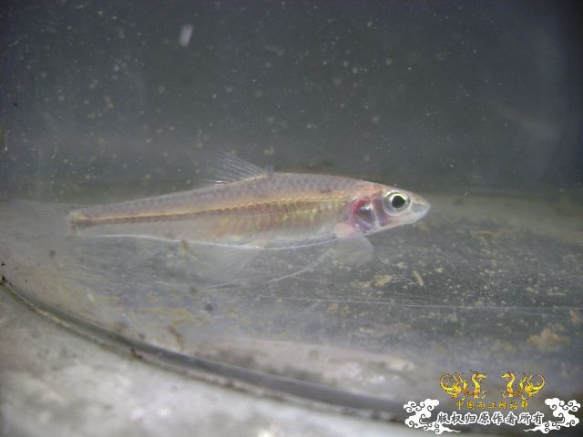 最近采到的五种不知名鱼种大家认