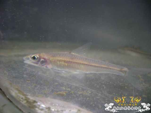 最近采到的五种不知名鱼种大家认