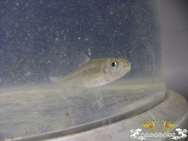 最近采到的五种不知名鱼种大家认