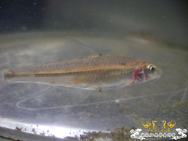 最近采到的五种不知名鱼种大家认