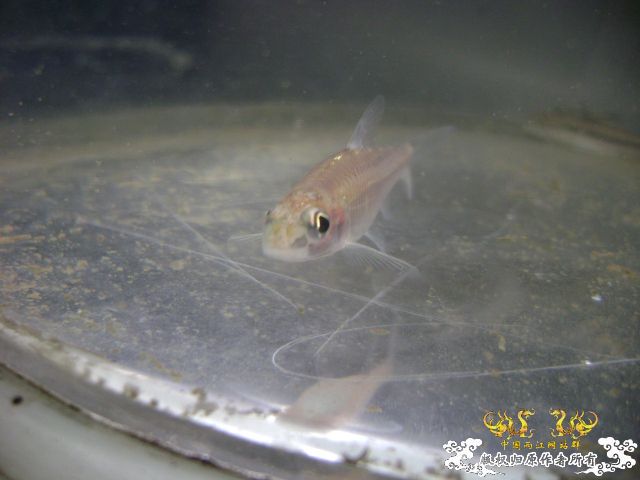 最近采到的五种不知名鱼种大家认