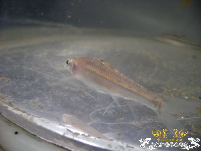 最近采到的五种不知名鱼种大家认