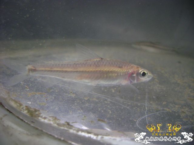 最近采到的五种不知名鱼种大家认