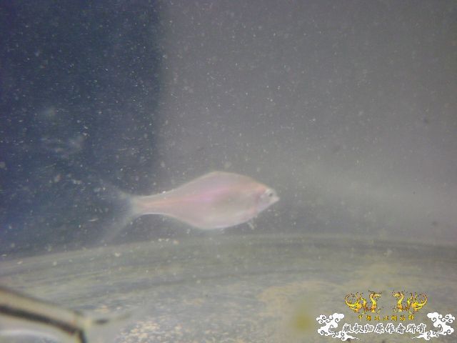 最近采到的五种不知名鱼种大家认