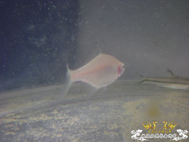 最近采到的五种不知名鱼种大家认