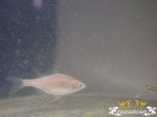 最近采到的五种不知名鱼种大家认