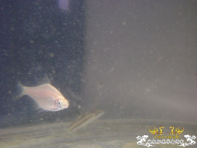 最近采到的五种不知名鱼种大家认