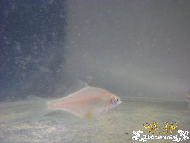 最近采到的五种不知名鱼种大家认