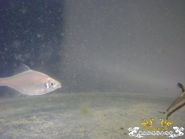 最近采到的五种不知名鱼种大家认