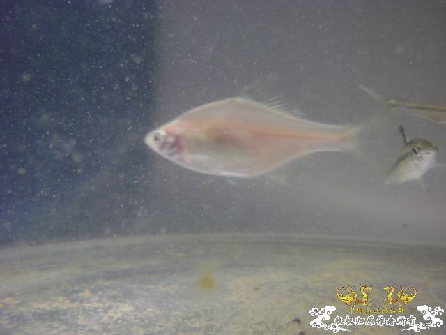 最近采到的五种不知名鱼种大家认