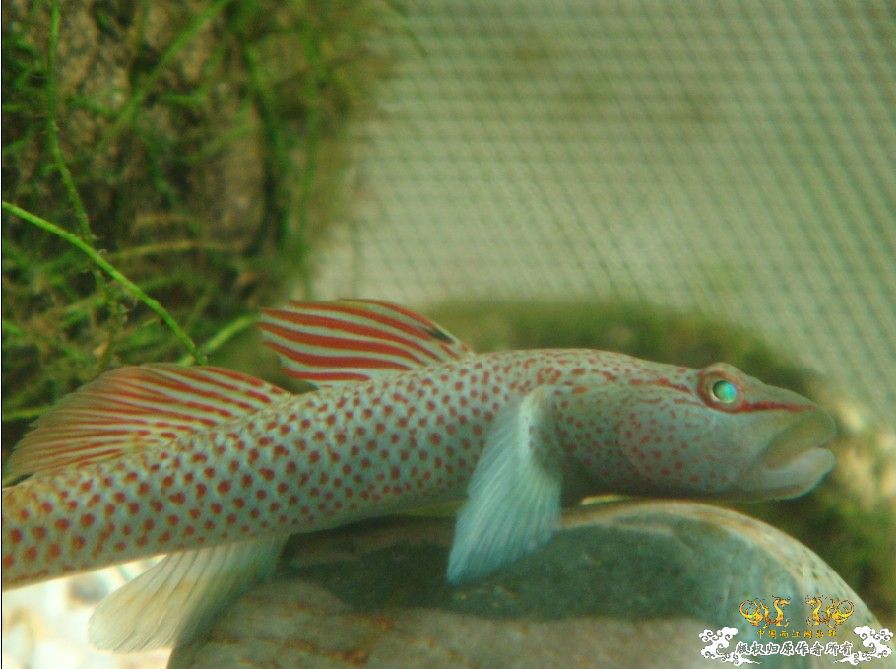 [原创]三种虾虎  求鉴!!