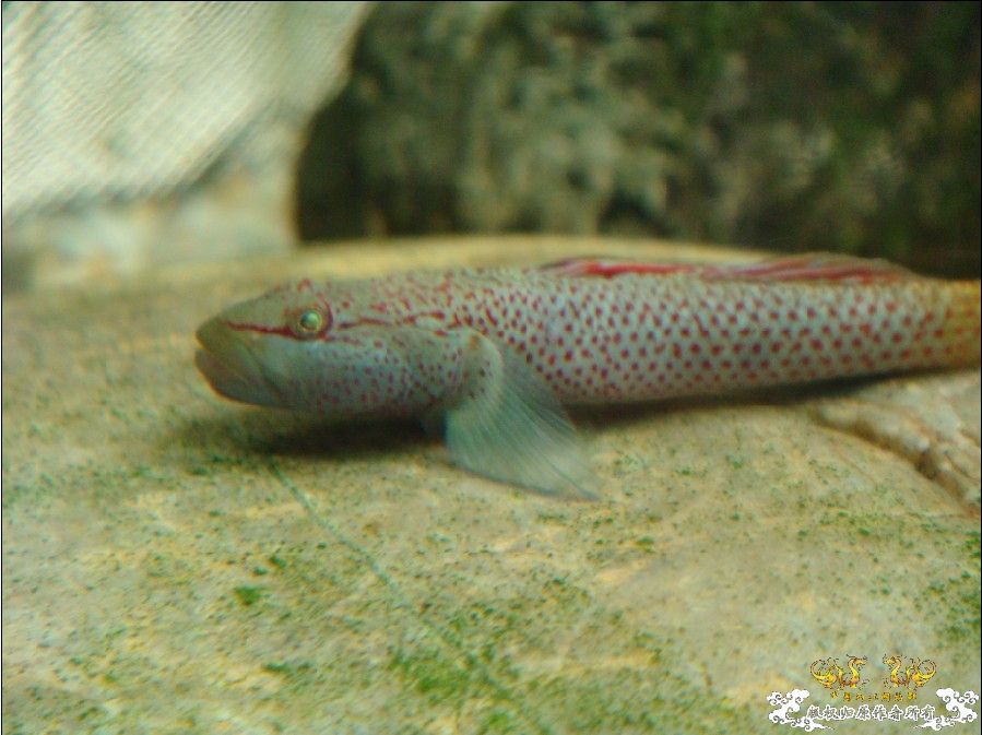 [原创]三种虾虎  求鉴!!