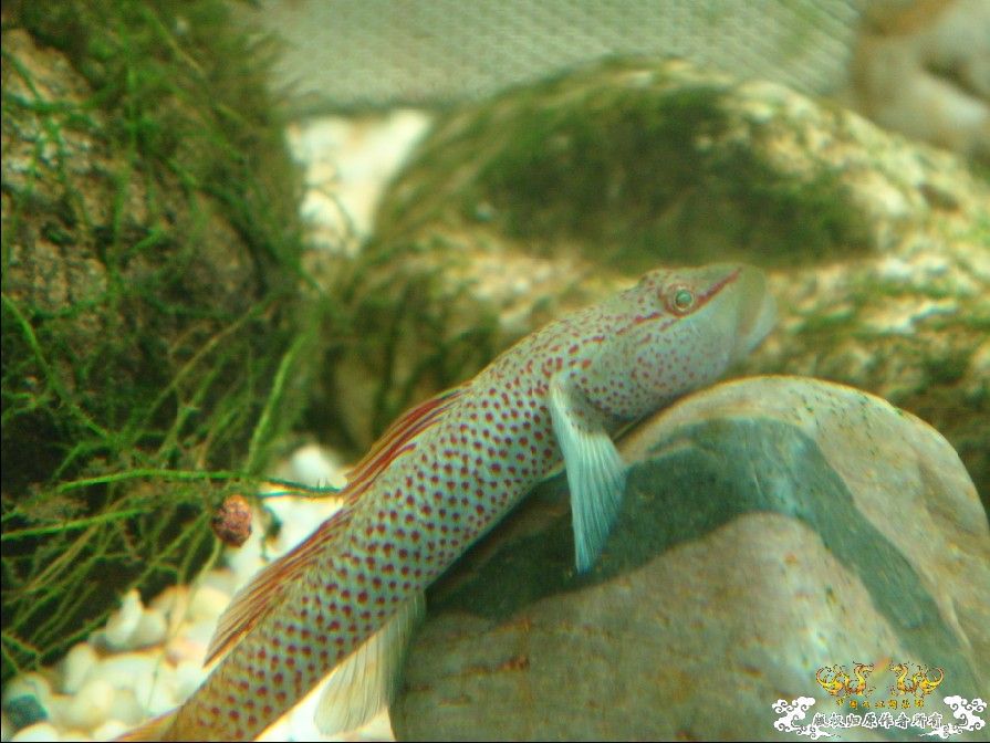 [原创]三种虾虎  求鉴!!