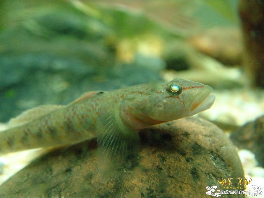 [原创]三种虾虎  求鉴!!