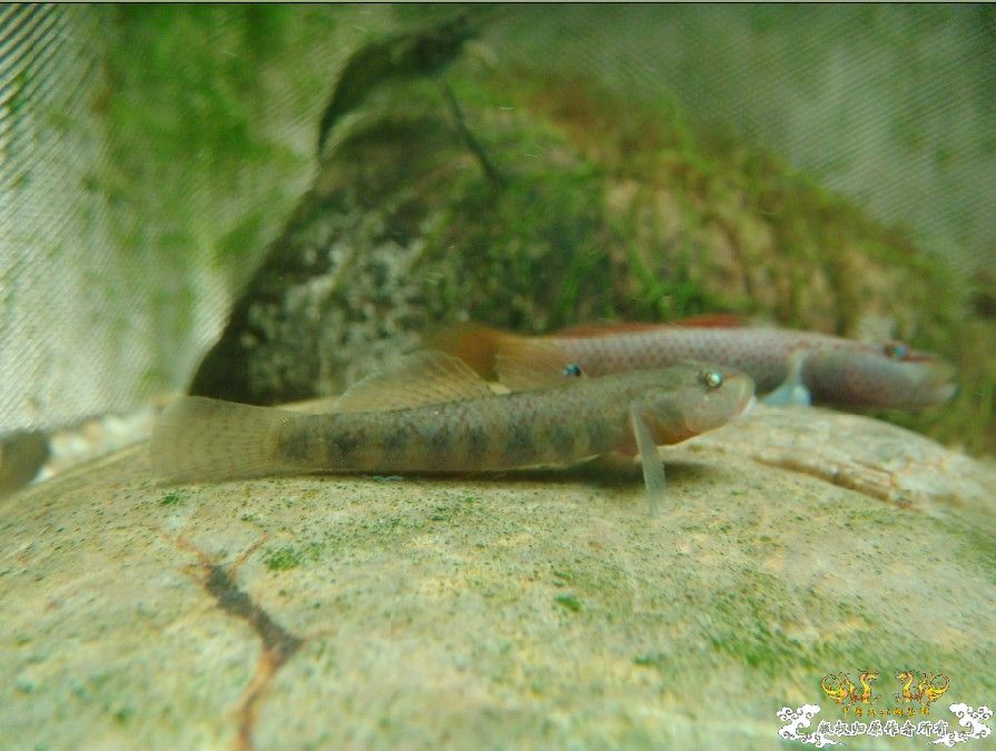 [原创]三种虾虎  求鉴!!