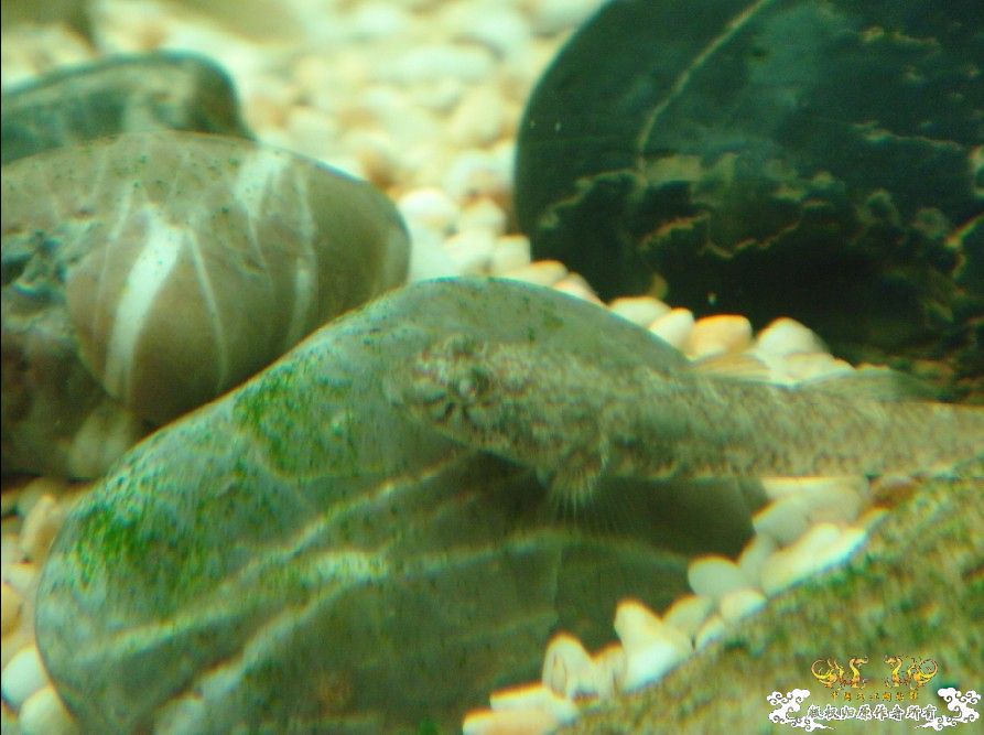 [原创]三种虾虎  求鉴!!