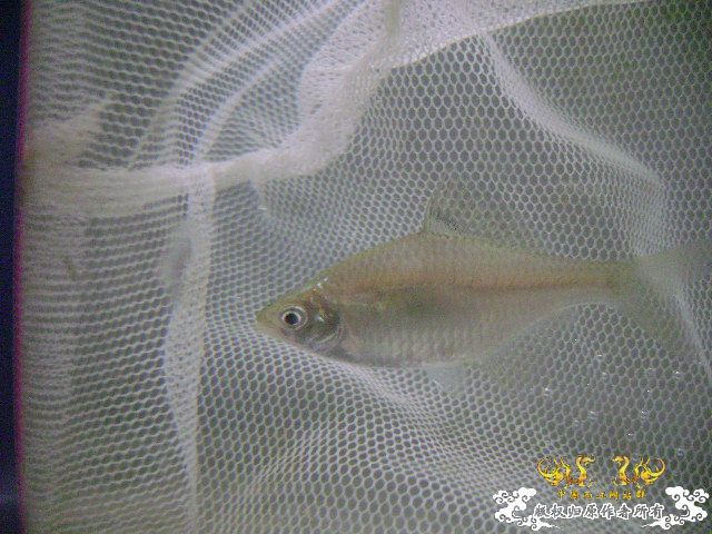 最近采到的五种不知名鱼种大家认