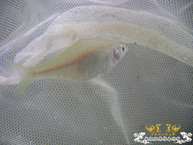 最近采到的五种不知名鱼种大家认