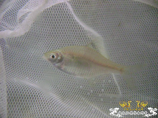 最近采到的五种不知名鱼种大家认