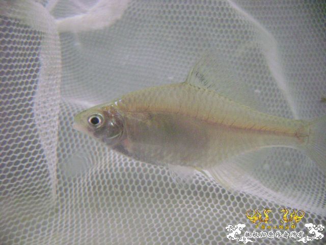 最近采到的五种不知名鱼种大家认