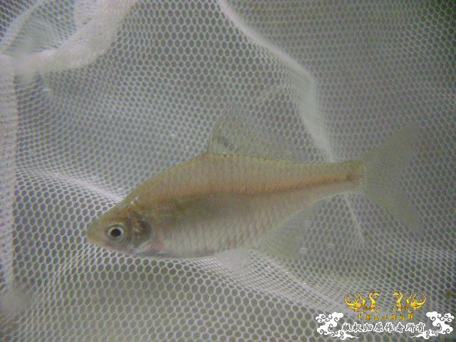 最近采到的五种不知名鱼种大家认