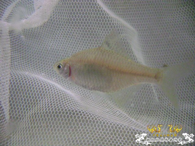 最近采到的五种不知名鱼种大家认