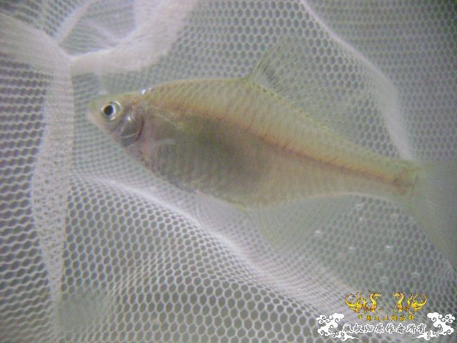 最近采到的五种不知名鱼种大家认