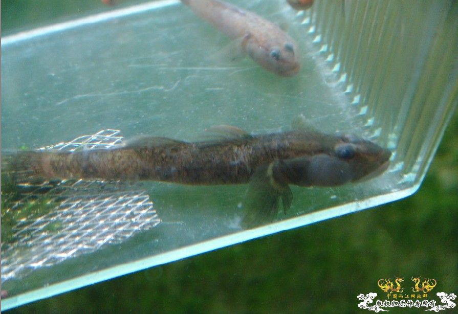 [原创]三种虾虎  求鉴!!