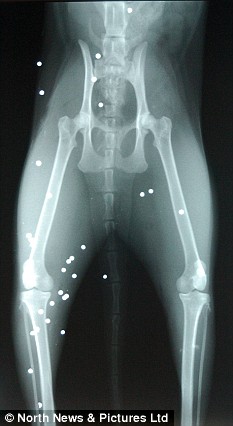 [转帖]英国小猫身中50枚子弹存活