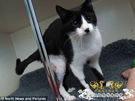 [转帖]英国小猫身中50枚子弹存活