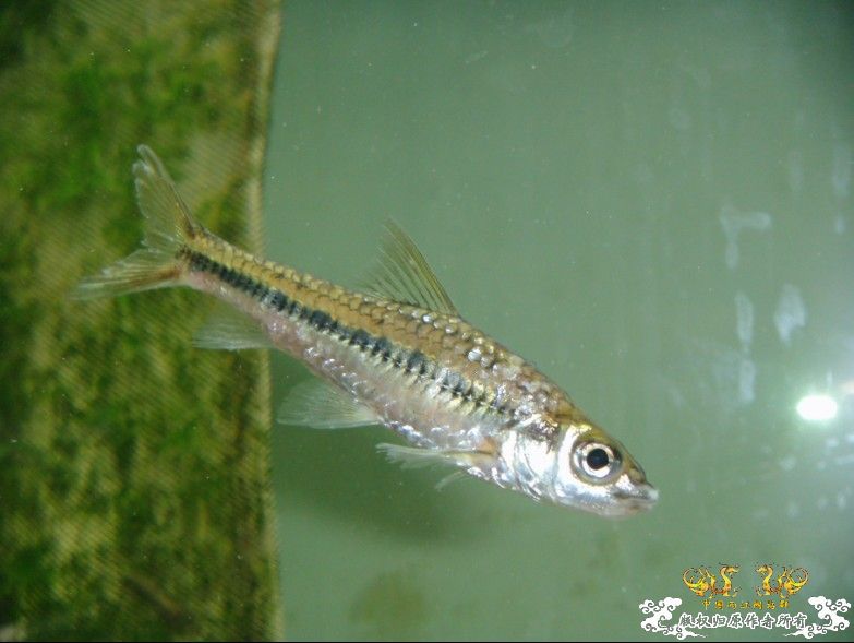 最近采到的五种不知名鱼种大家认