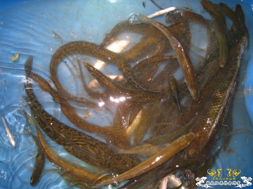 进来看到的是精彩