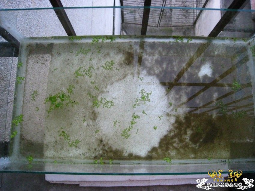 养了几天水蚤比小斗还要大了