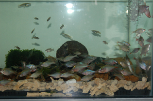 一个2.5升的可乐瓶=53条鱼