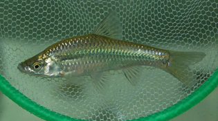 一个2.5升的可乐瓶=53条鱼