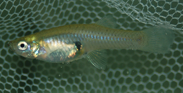 一个2.5升的可乐瓶=53条鱼